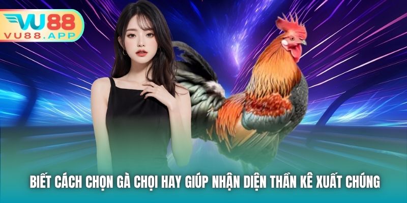 Biết cách chọn gà chọi hay giúp nhận diện thần kê xuất chúng
