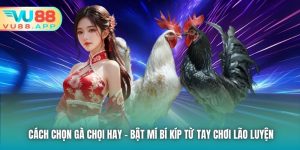 Cách Chọn Gà Chọi Hay - Bật Mí Bí Kíp Từ Tay Chơi Lão Luyện