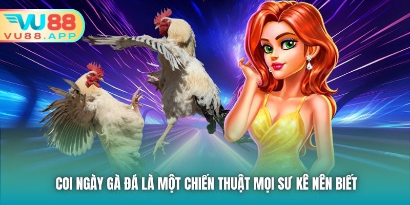 Coi ngày gà đá là một chiến thuật mọi sư kê nên biết