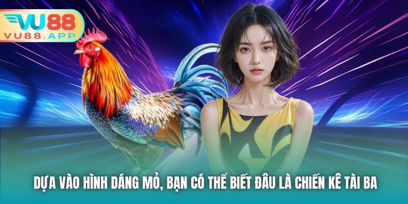 Dựa vào hình dáng mỏ, bạn có thể biết đâu là chiến kê tài ba