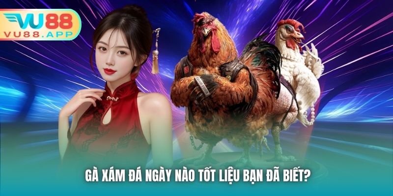 Gà xám đá ngày nào tốt liệu bạn đã biết?