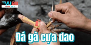 Đá gà cựa dao – Sức hút mãnh liệt, kịch tính từng giây