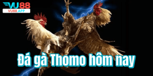 Đá gà Thomo hôm nay – Trực tiếp kịch tính, hấp dẫn mỗi ngày