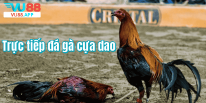 Trực tiếp đá gà cựa dao – Trải nghiệm kịch tính từng giây
