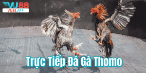 Trực Tiếp Đá Gà Thomo – Sân Chơi Đỉnh Cao Của Giới Mê Gà