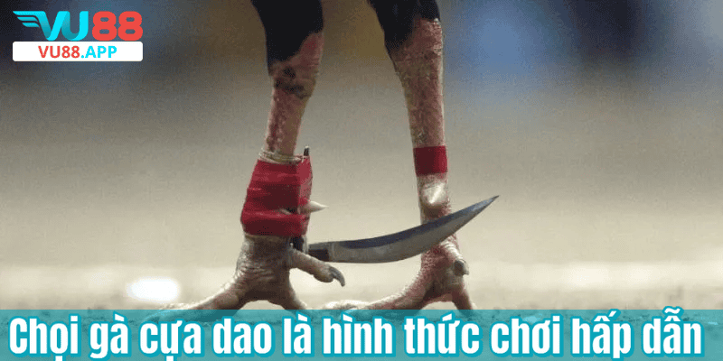 Chọi gà cựa dao là hình thức chơi hấp dẫn