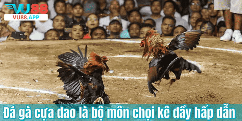 Đá gà cựa dao là bộ môn chọi kê đầy hấp dẫn
