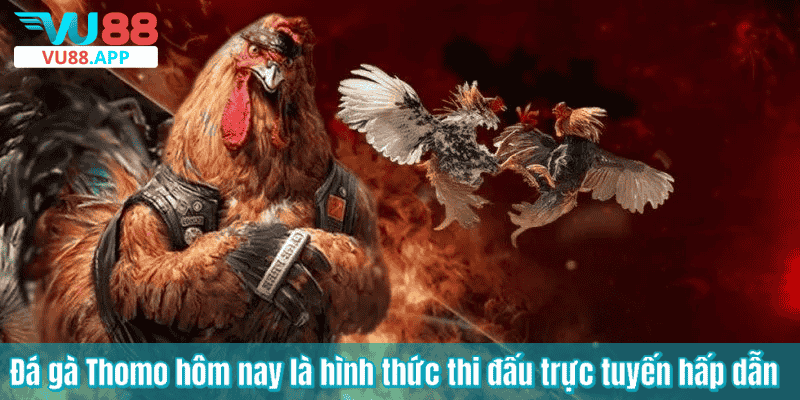 Đá gà Thomo hôm nay là hình thức thi đấu trực tuyến hấp dẫn