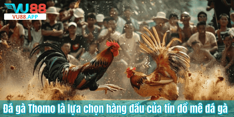 Đá gà Thomo là lựa chọn hàng đầu của tín đồ mê đá gà