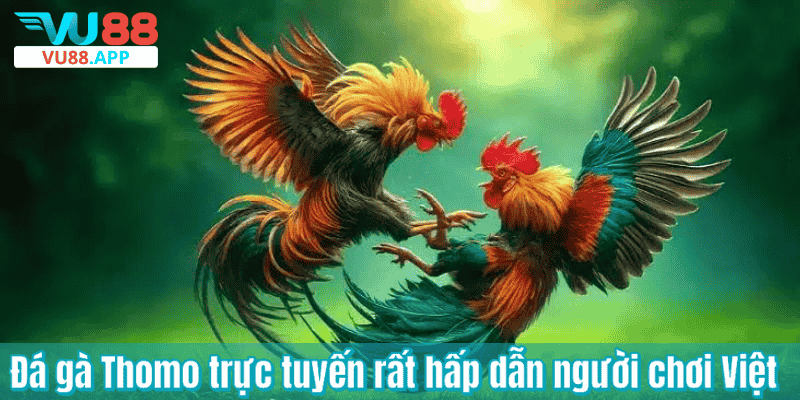 Đá gà Thomo trực tuyến rất hấp dẫn người chơi Việt