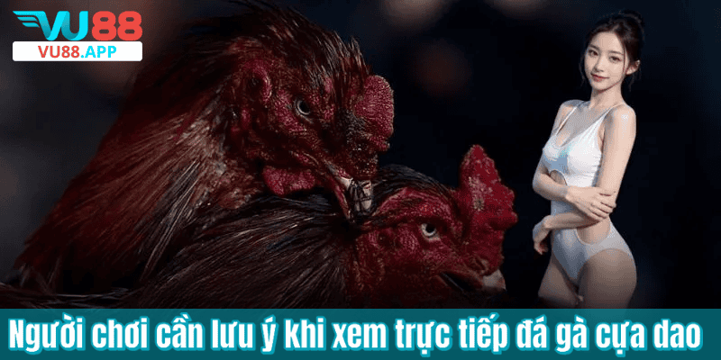 Người chơi cần lưu ý khi xem trực tiếp đá gà cựa dao