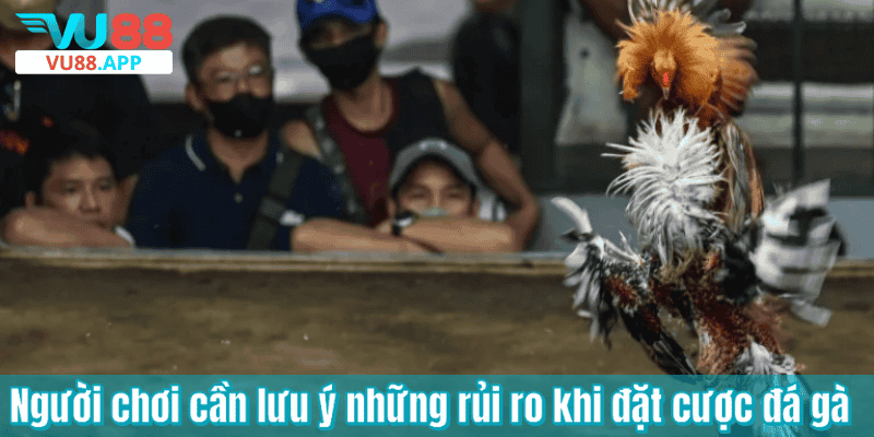 Người chơi cần lưu ý những rủi ro khi đặt cược đá gà