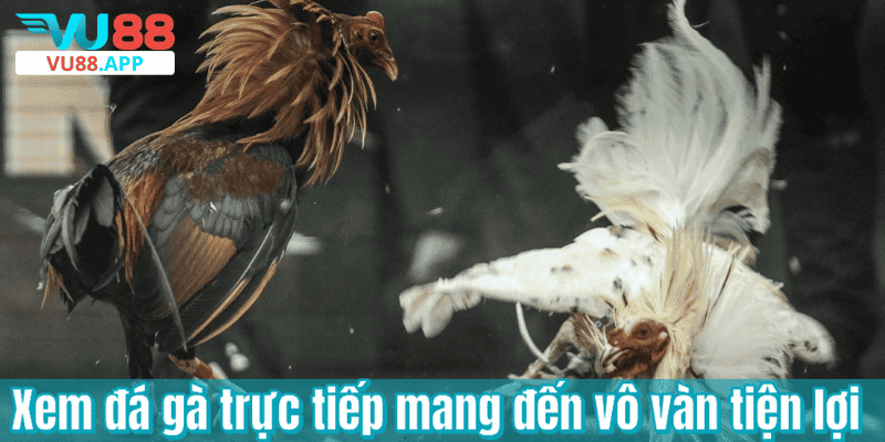 Xem đá gà trực tiếp mang đến vô vàn tiện lợi