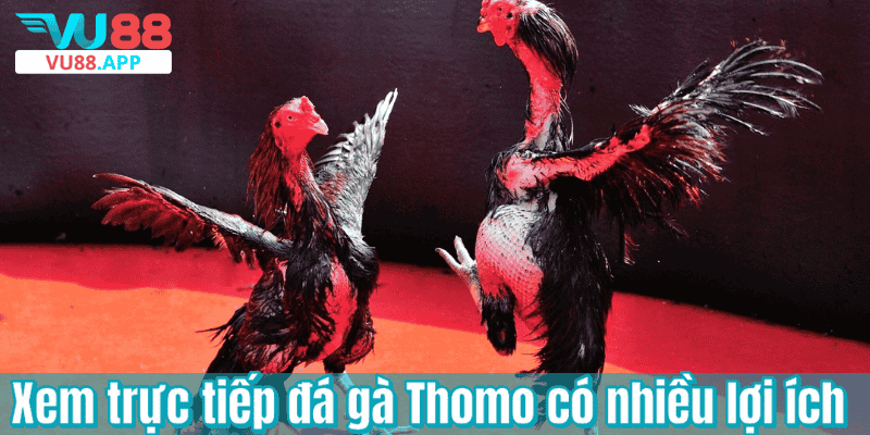 Xem trực tiếp đá gà Thomo có nhiều lợi ích
